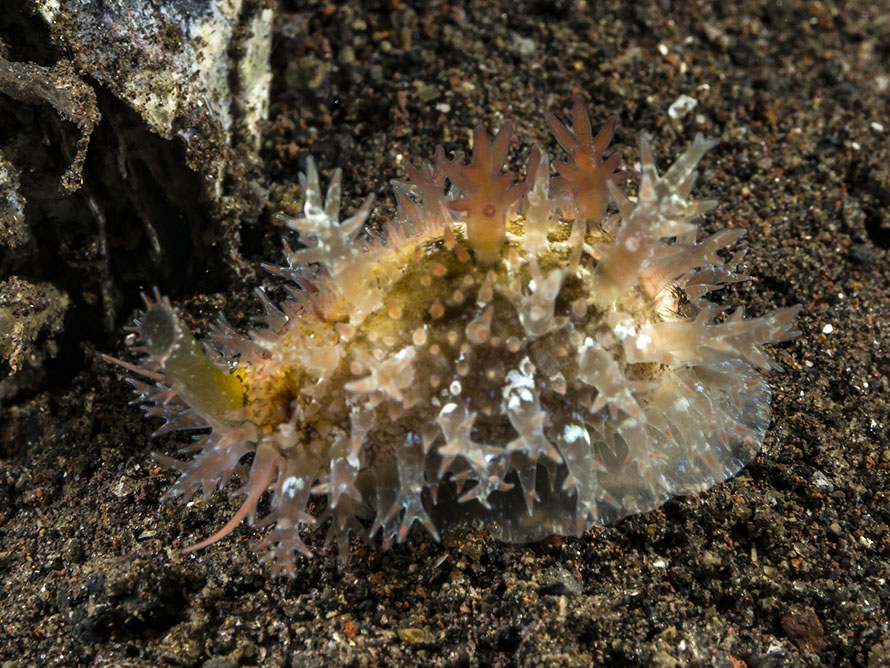 Naria spurca